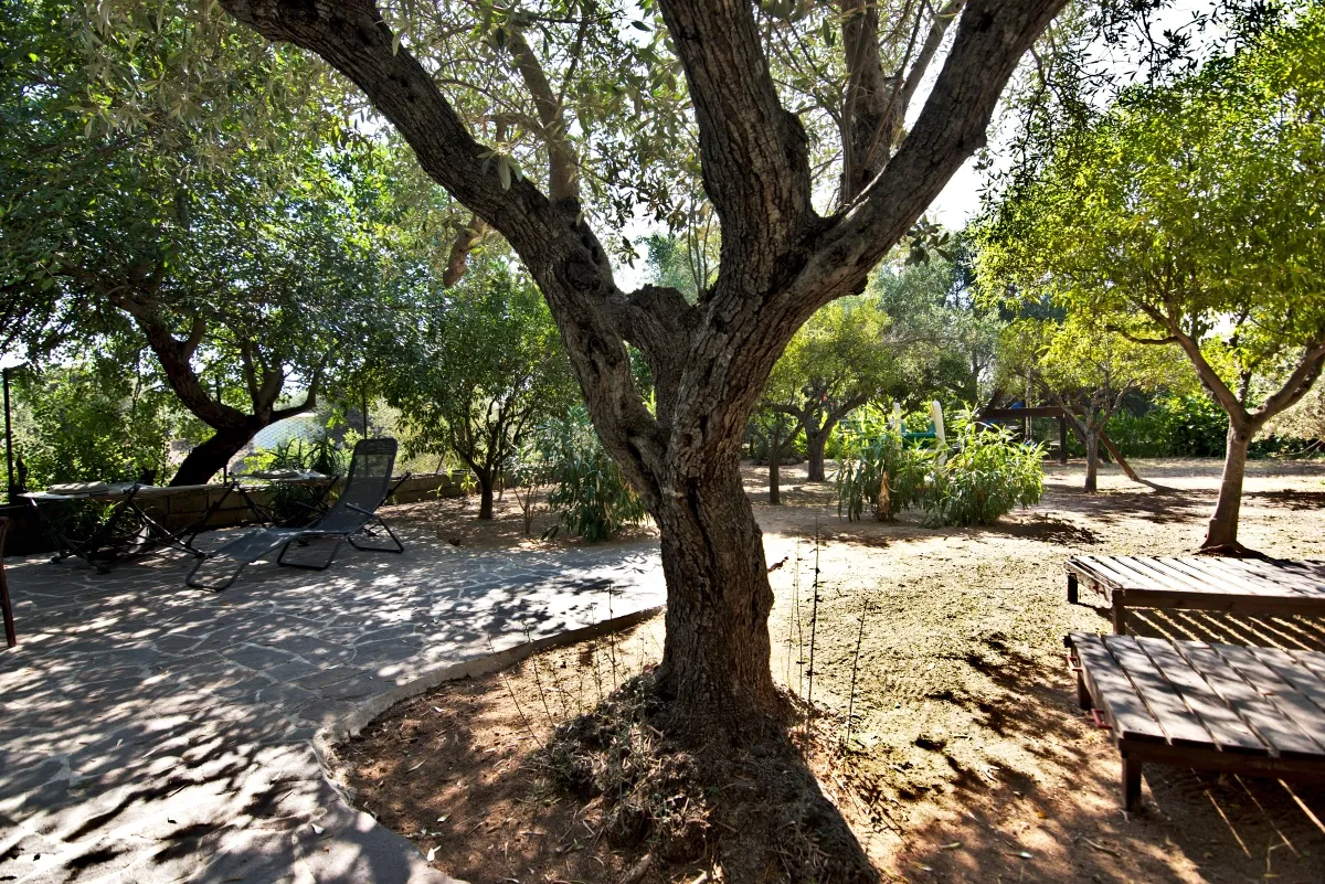 Parco botanico di Villa Arancio - Ulivi e agrumi